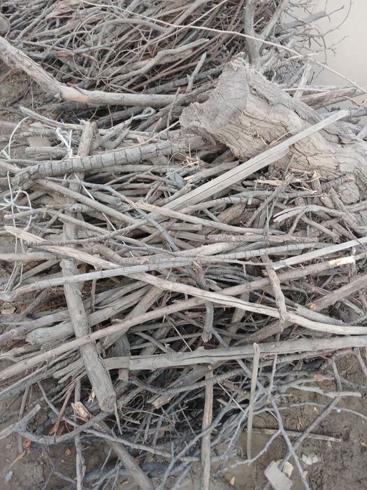 Oʻtin. Koʻp. Утин.