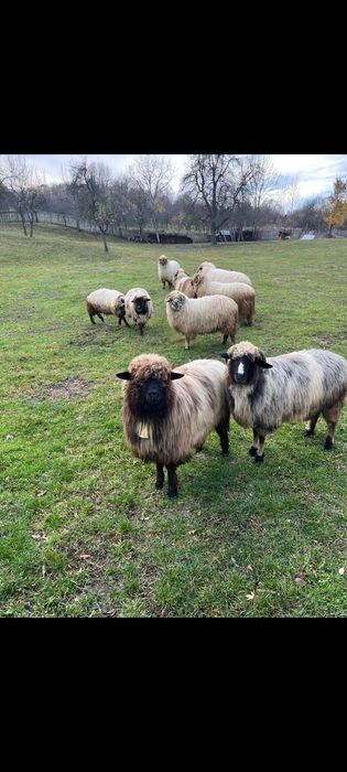 Oi de vânzare Milostea