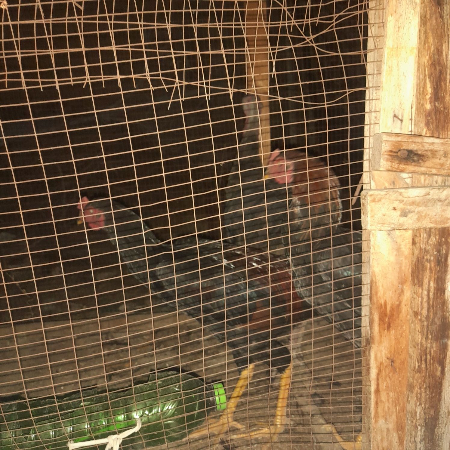 Дакан хуроз кора