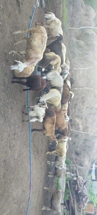 кой сатылады тойынган жаксы койлар