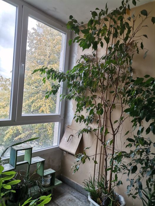 Бенджамин висок 3м