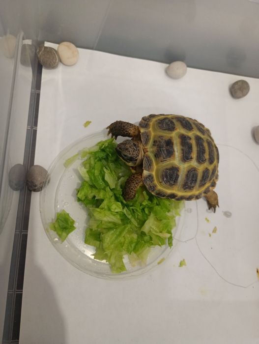 Черепаха (сухопутная)Девочка