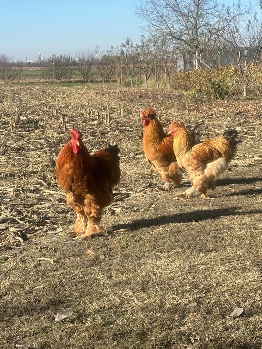 Cocosii cu mot si incaltati