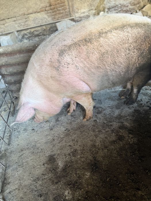 Прасета  250-350кг