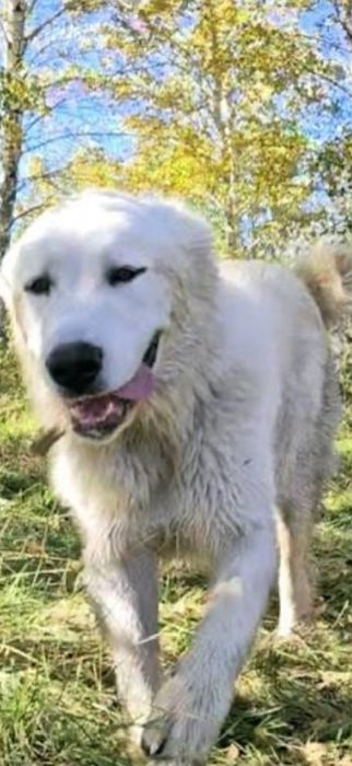 Открыт кобель для вязок