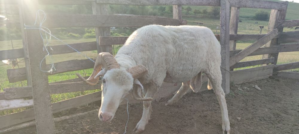 Berbeci de vânzare Iasi