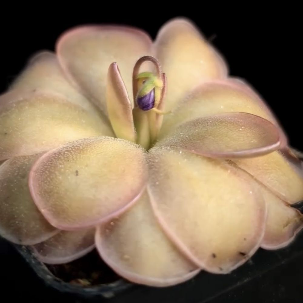 Plante Carnivore Exotice Pinguicula