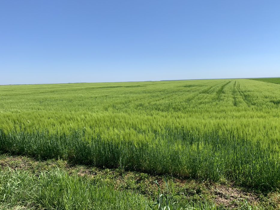 Teren agricol Barca Dolj