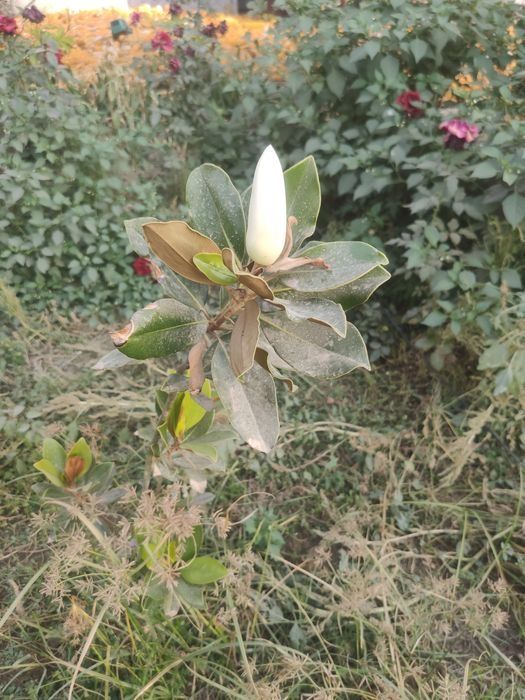 Тозза Италиянскй магнолия сотилади