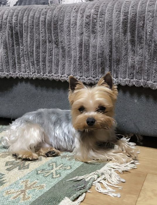 Мартин. на вязку, с опытом!