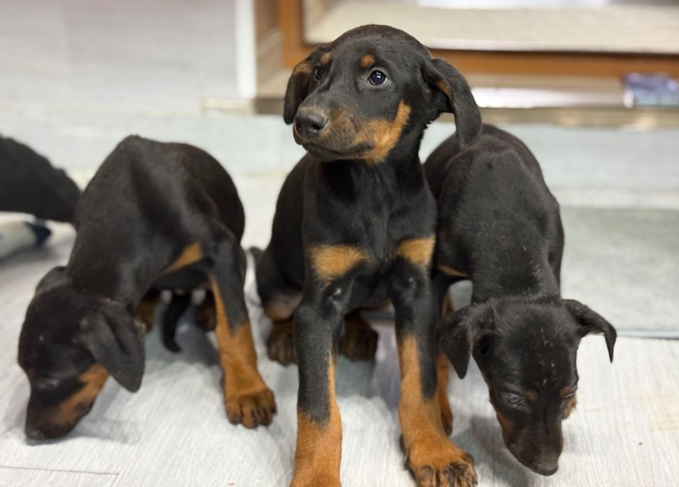 Чистокръвни добермани