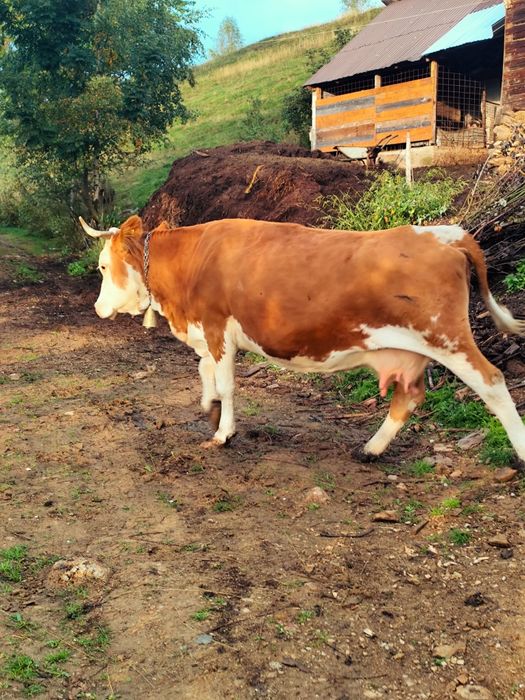 Vaca de vanzare zona Horea