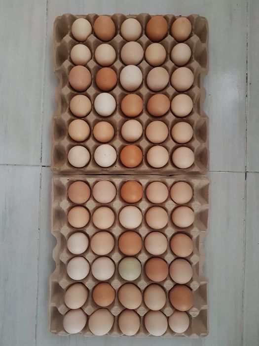 Продам инкубационное яйцо