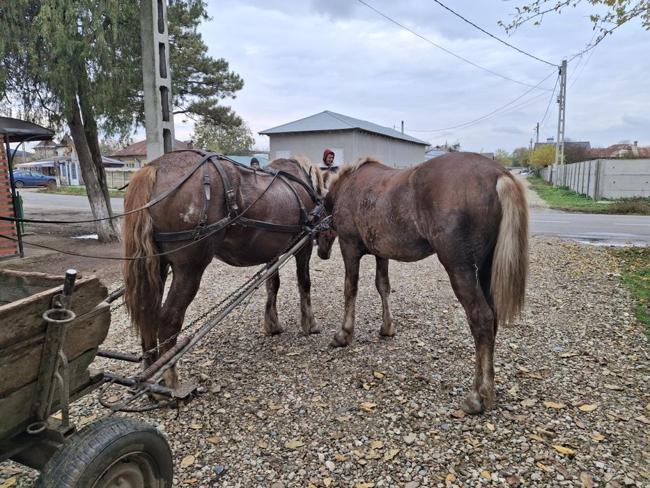 Vânzare caii Teleorman