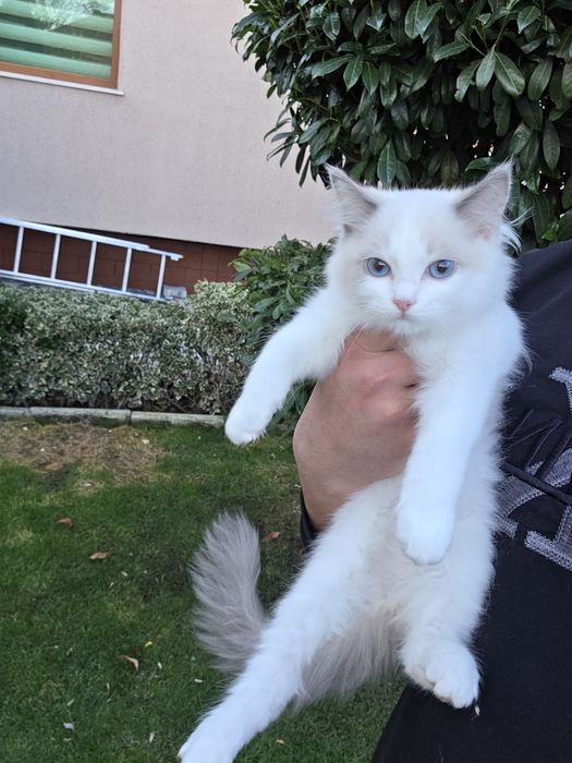 Ragdol/Рагдол на 3 месеца Две женски с родословие