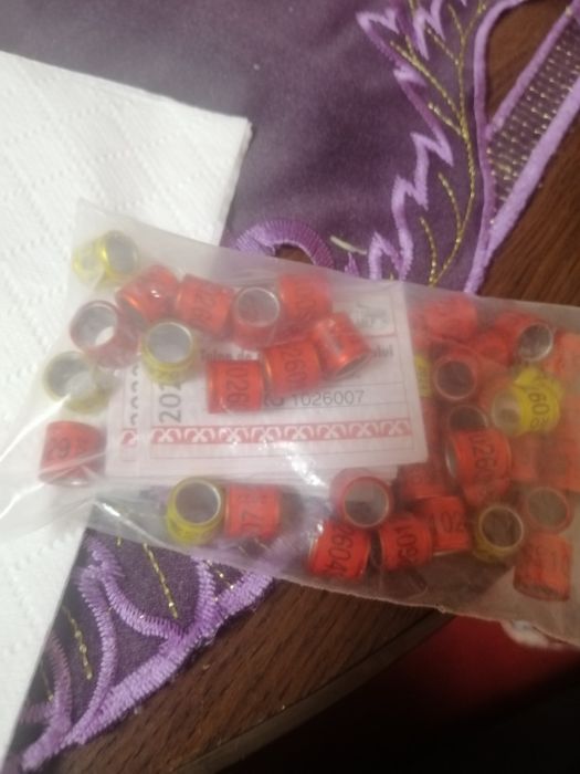 Vînd inele porumbei