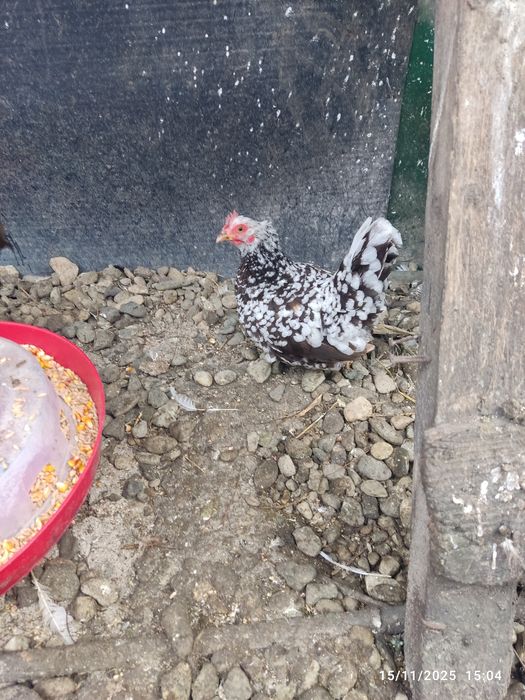 De vânzare o familie de chabo