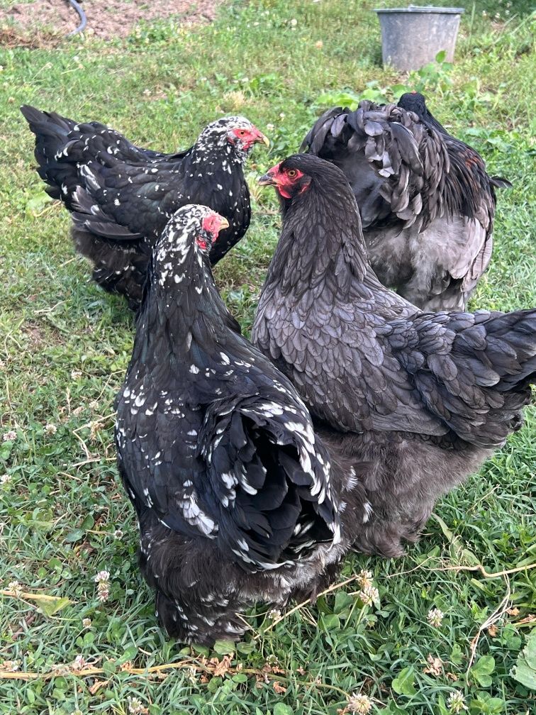 Brahma, FAMILI !