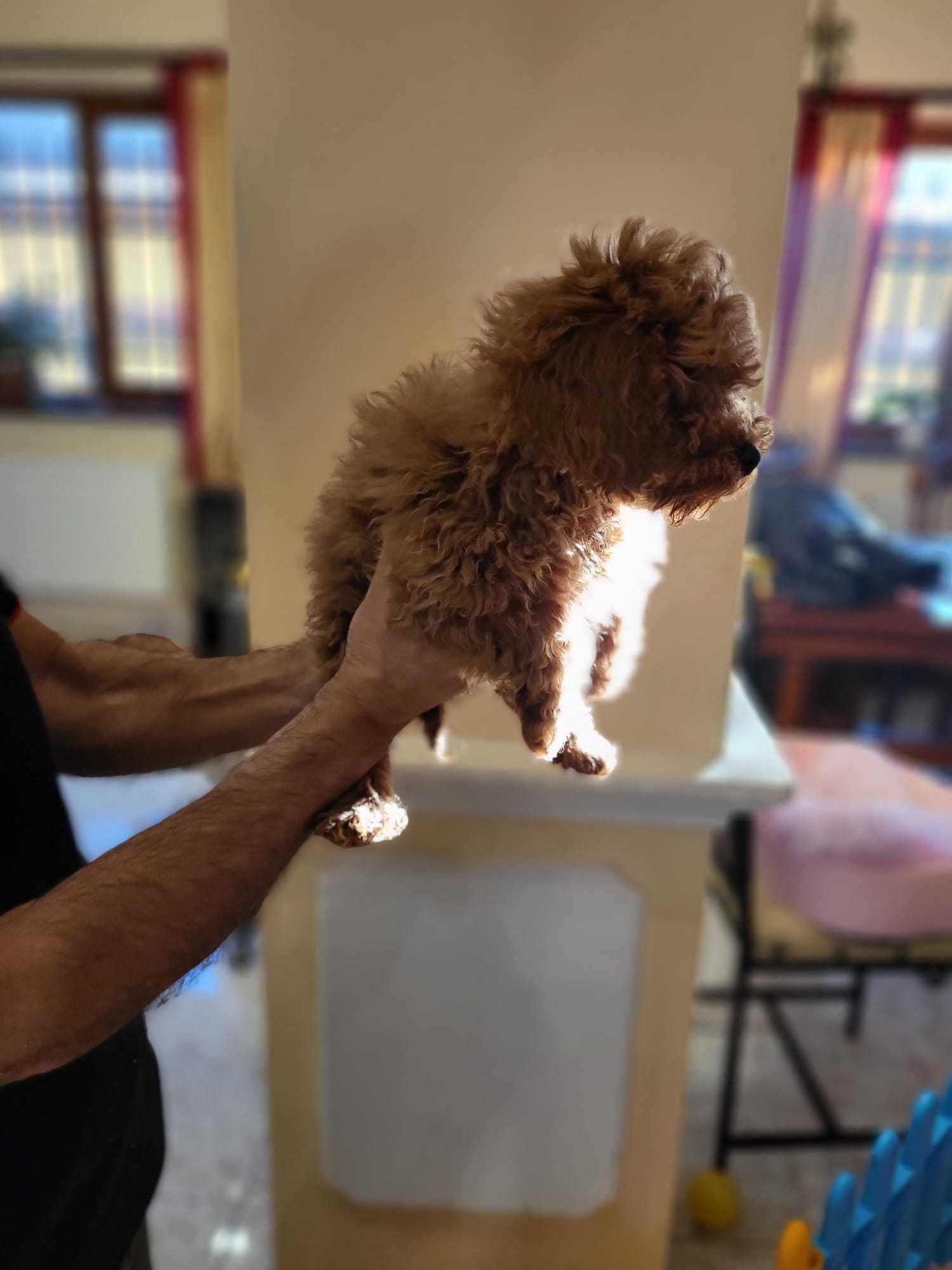 Caniche Toy Roscat mascul