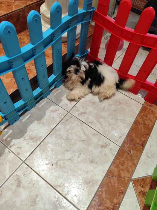 Shih Tzu – pui adorabil, blând și jucăuș