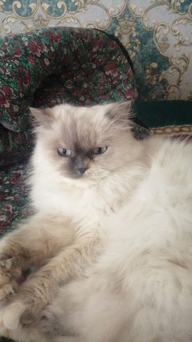 Очень красивая кошка