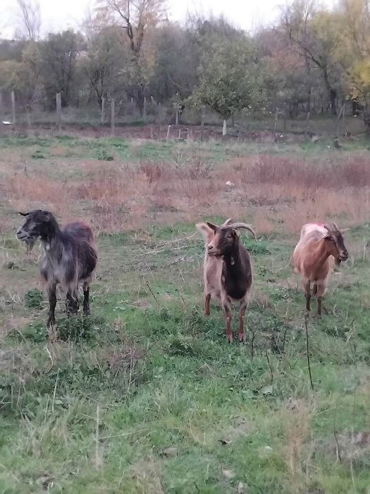 3 capre gestante şi 1 țap