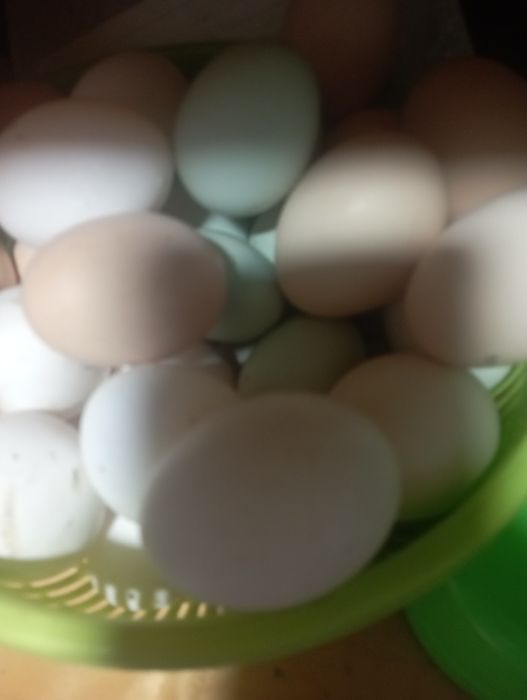 Продам домашние яйца,всегда свежие
