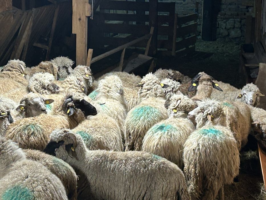 Vând cârlane 29 bucati