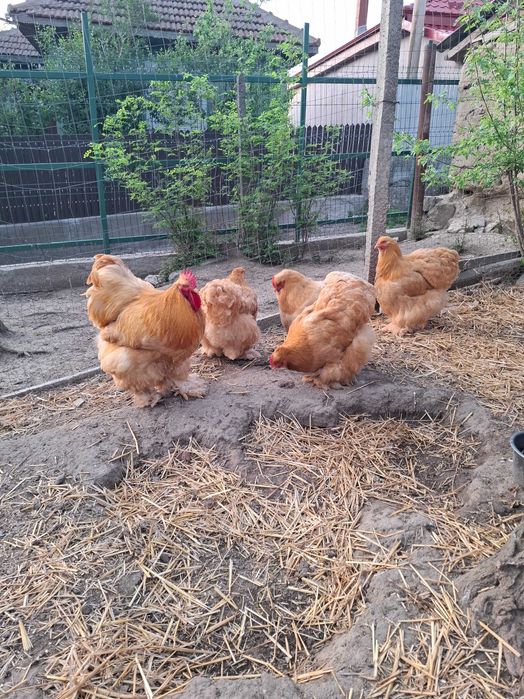 Gaini conchinchina urias