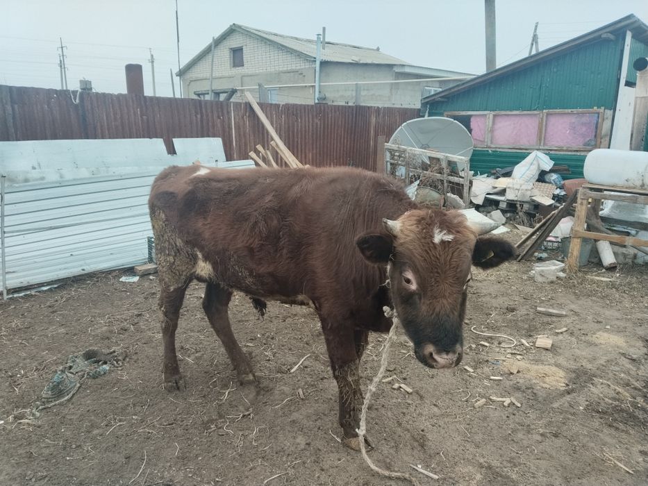 Продаётся бычок 1,5лет