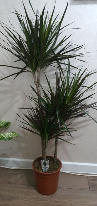 Драцена.  Свежий приход с Голландии