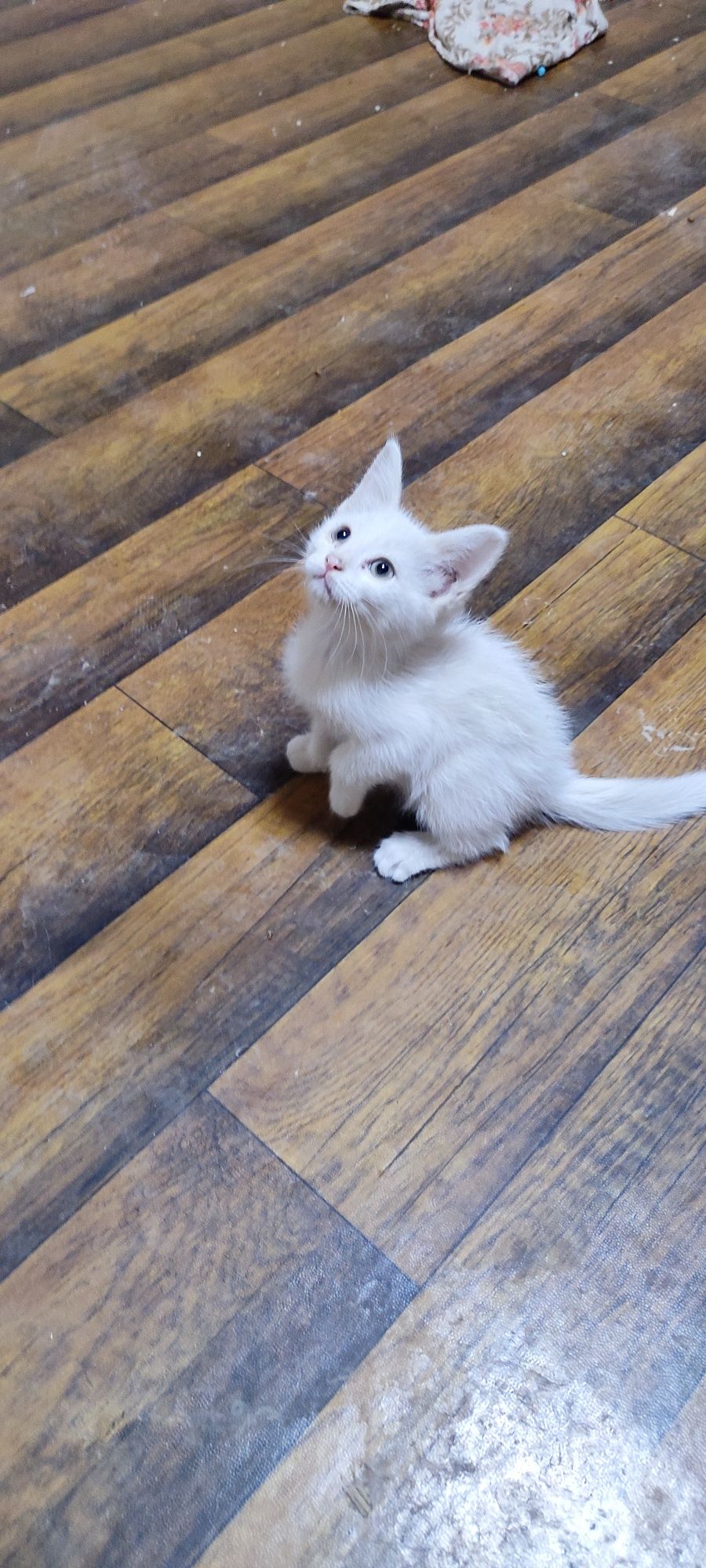 Oppoq angora 2,5 oylik