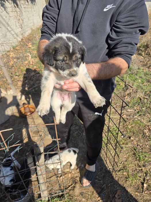 Catei spre adoptie Craiova