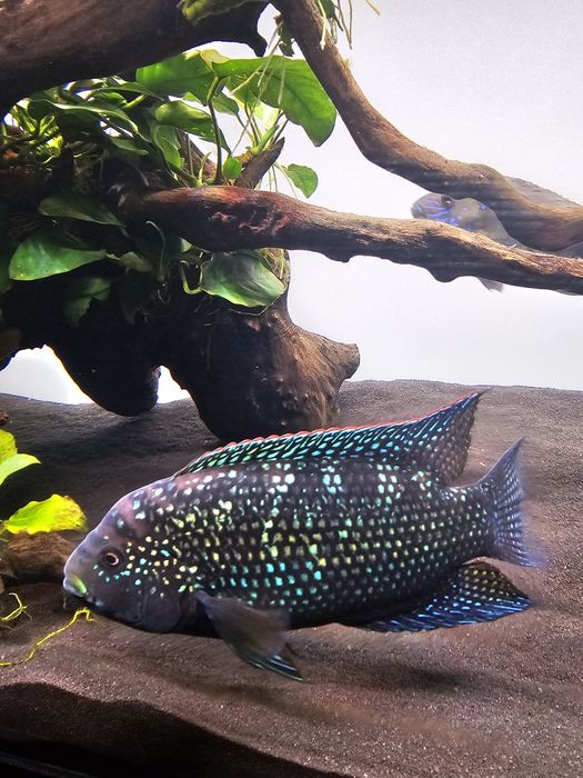 Ciclide Americane
Detalii în privat !