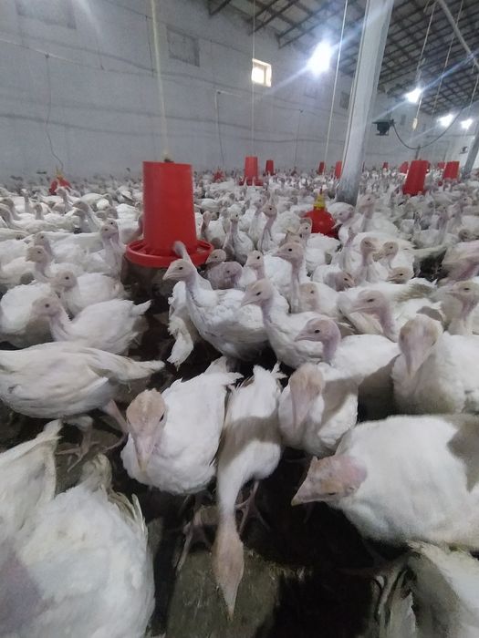 Big 6 kurka joʻjalariga zakaz olamiz