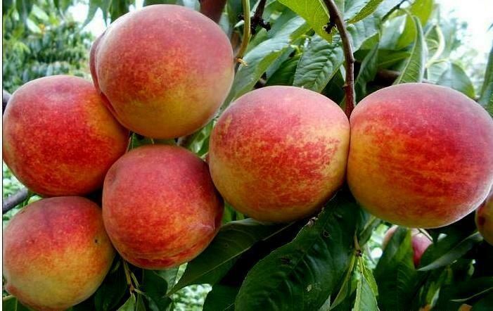 Piersici altoiți