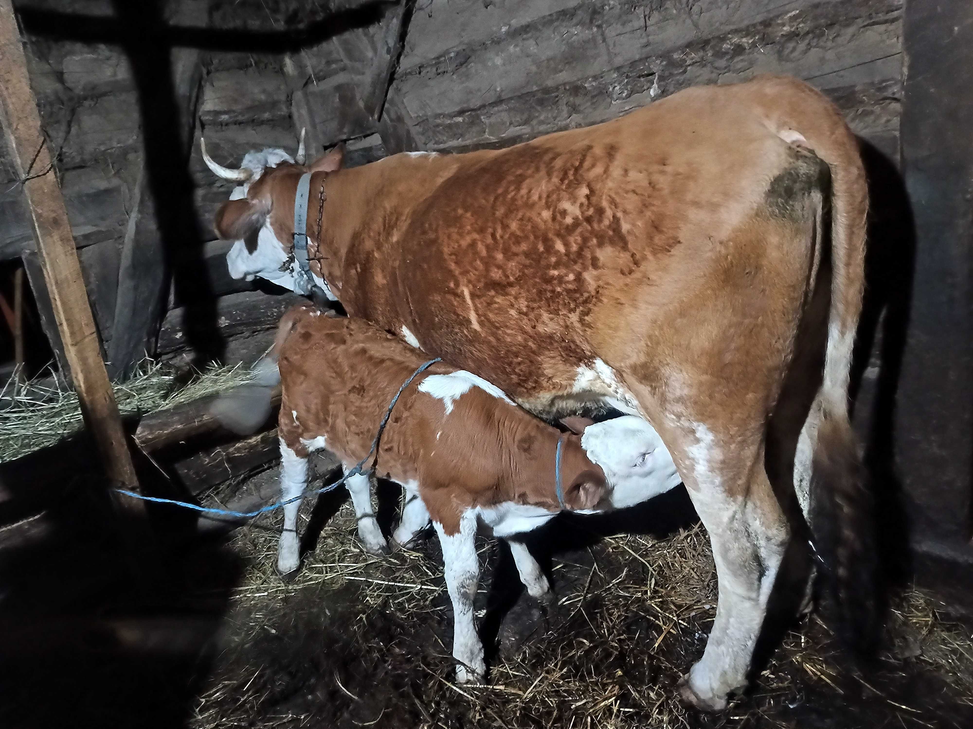 Vând vaca (juninca)cu vițea 10500 lei