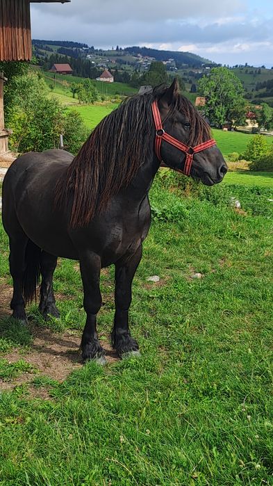 Mînz 2ani la primăvară