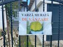Varza murata de vanzare