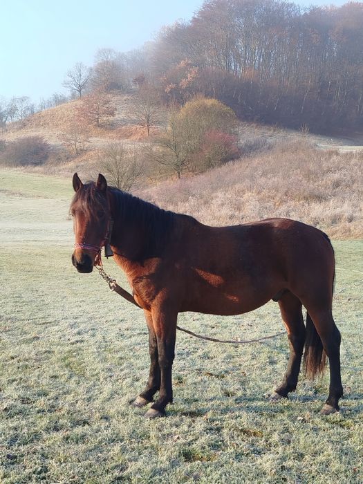 De vânzare armăsar de 2 ani și jumătate preț 7000 lei negociabil