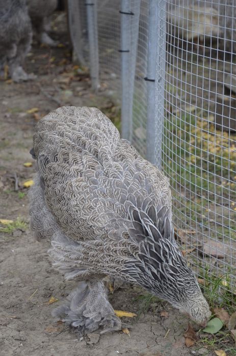 Doua gaini brahma silver orange bso