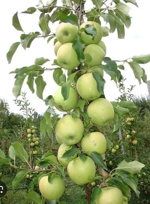 Pomi Fructiferi Pitici DWARF (MAR )