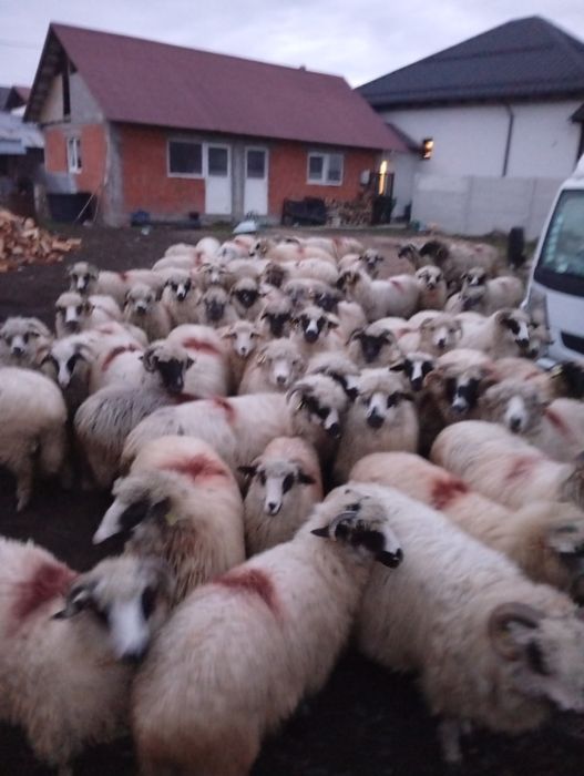 Vând mieluțe țurcane din primăvara asta și oi mioare,stramioare!