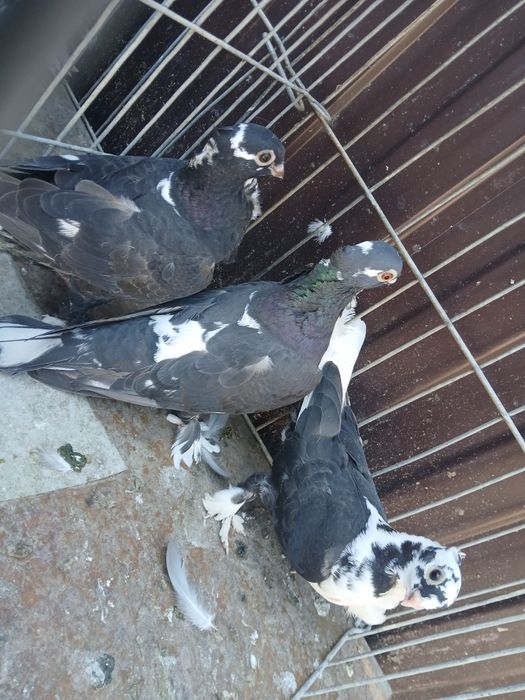 Misirlii / Satinetii