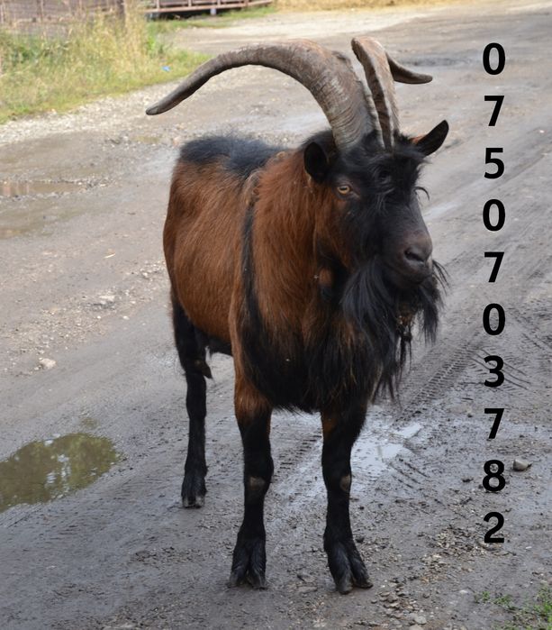 Țap de 3 ani alpin francez  sau schimb