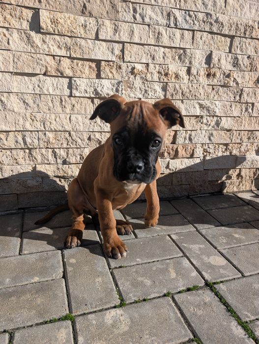 Caine mascul doua luni