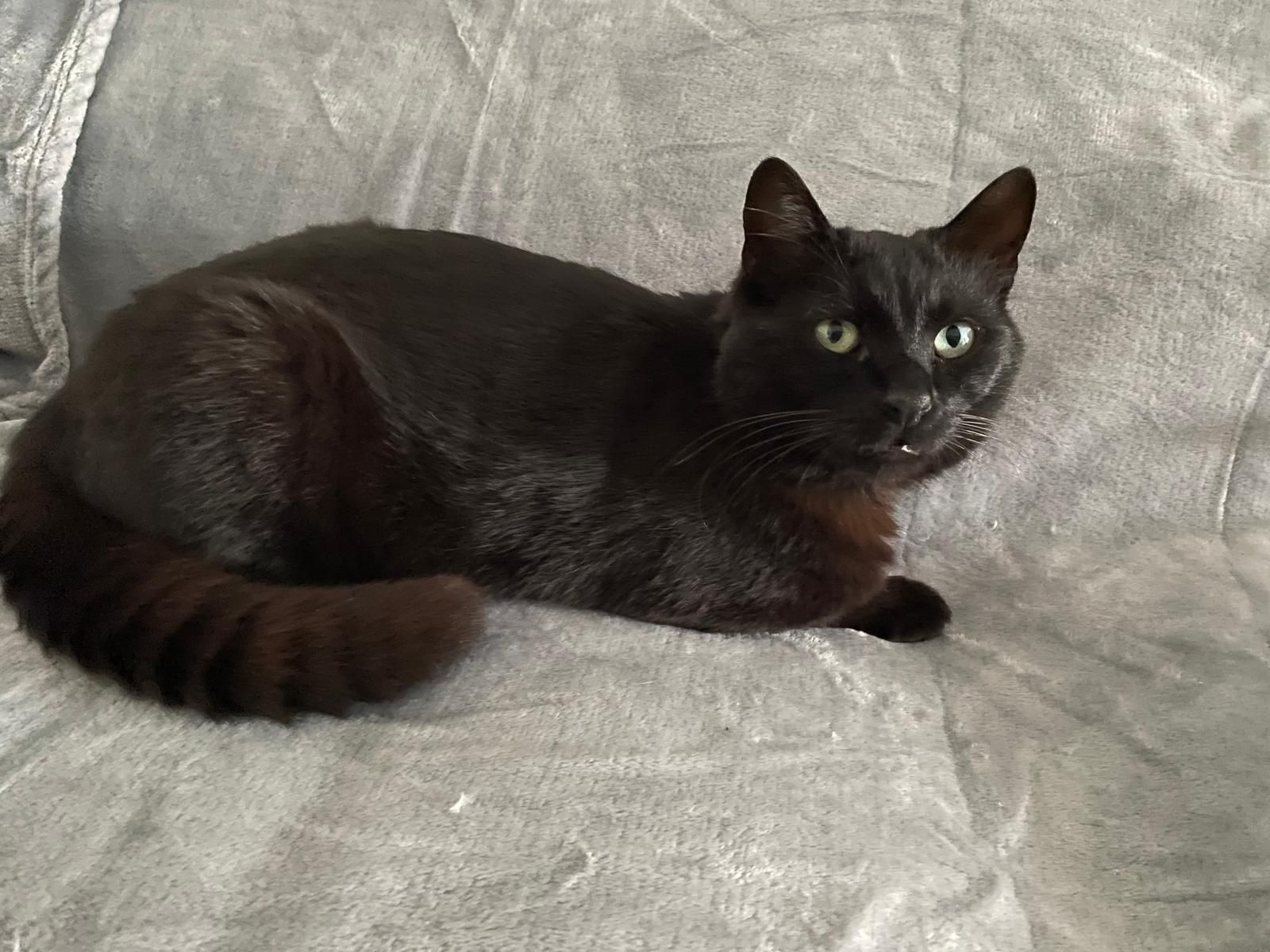 Motanel afectuos spre adoptie (doar la casa)
