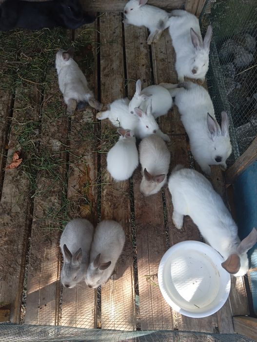 Калифорния болалари сотилади