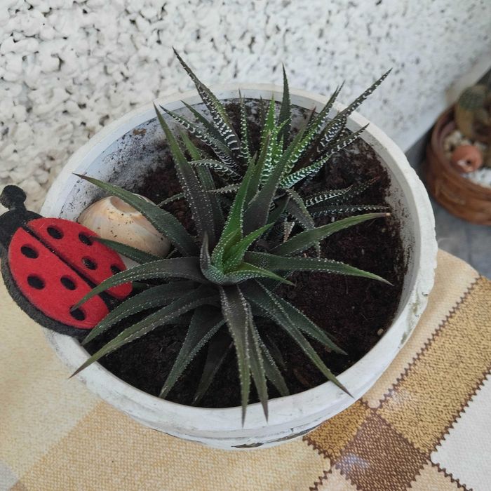 Декоративни кактуси