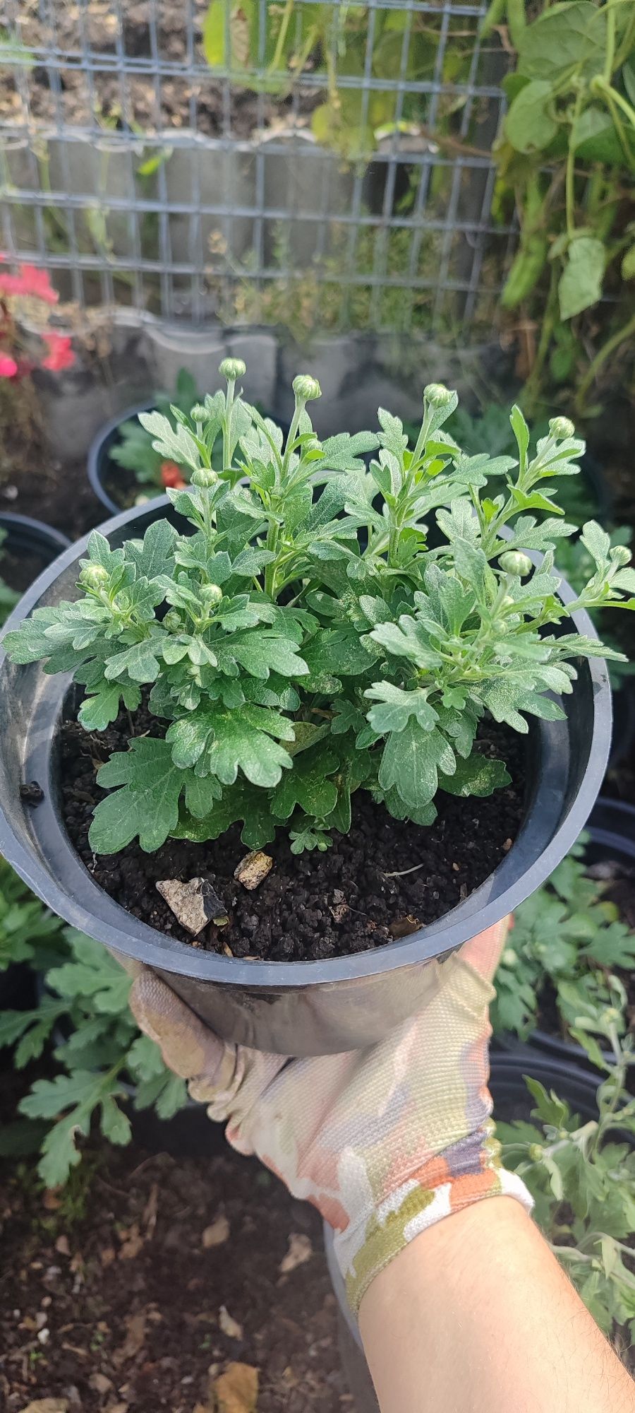 Продам хризантемы мультифлора